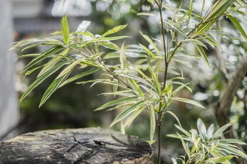 和の植栽