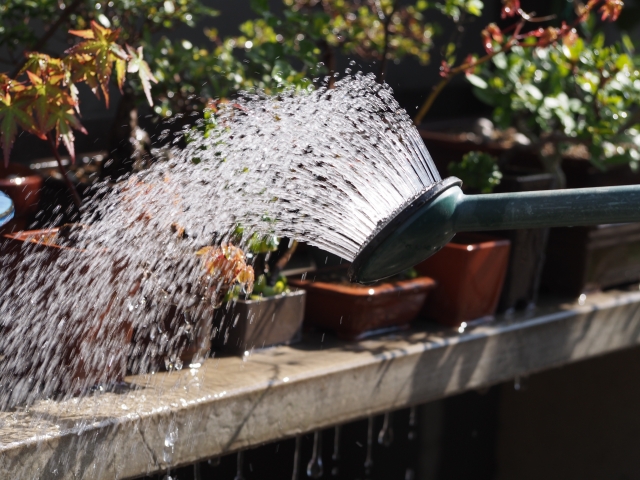 水やり