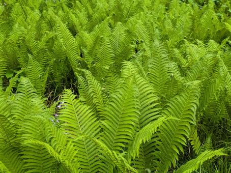 シダ植物