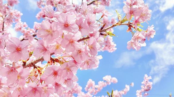 sakura