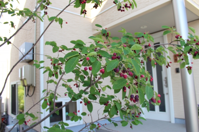 コラム：ジューンベリー