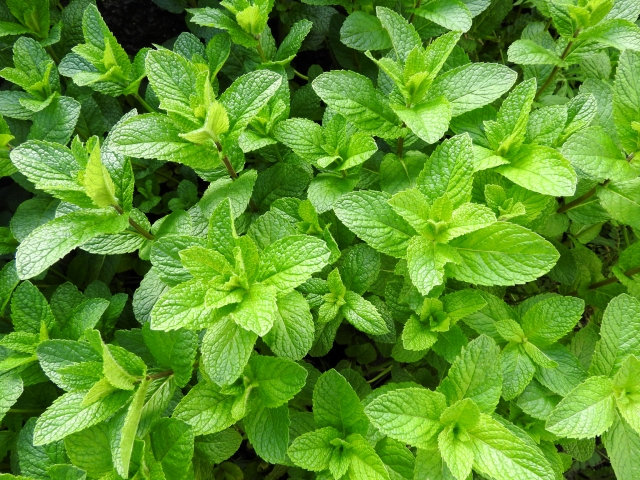 コラム：ハーブ