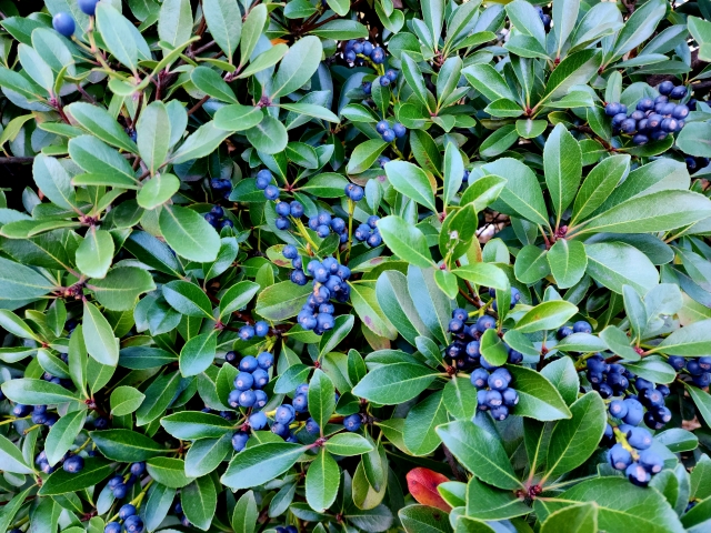 コラム：ブルーベリー