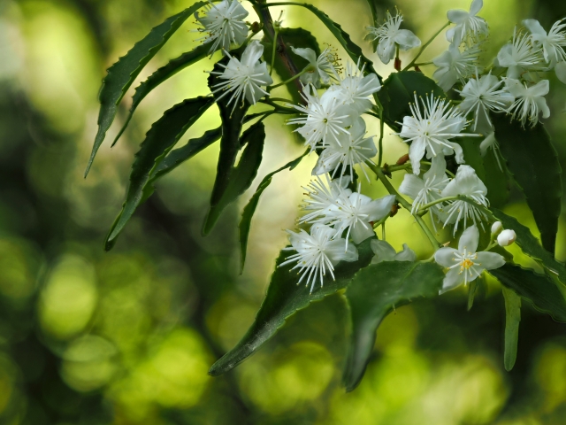 コラム：ハイノキ