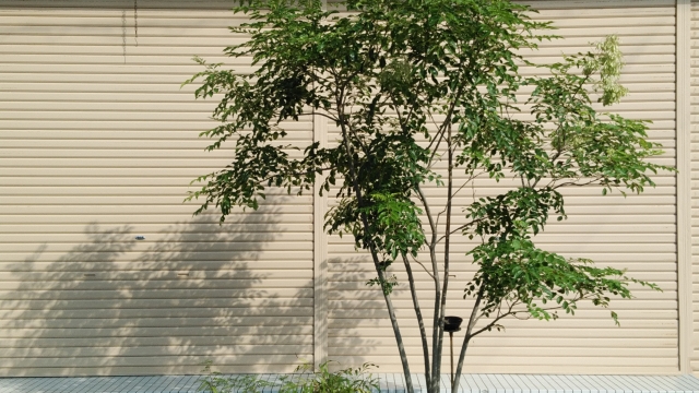 コラム：シンボルツリー