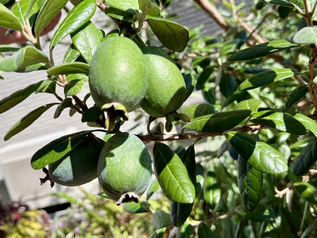 コラム：フェイジョア