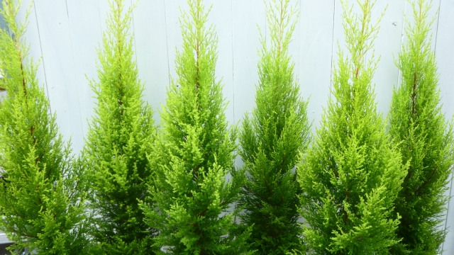 コラム：ゴールドクレスト