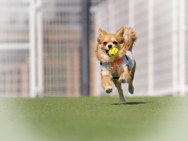 コラム：ドッグラン