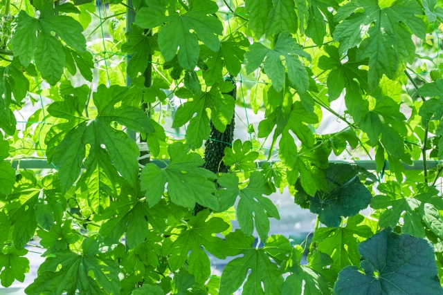 コラム：ゴーヤ