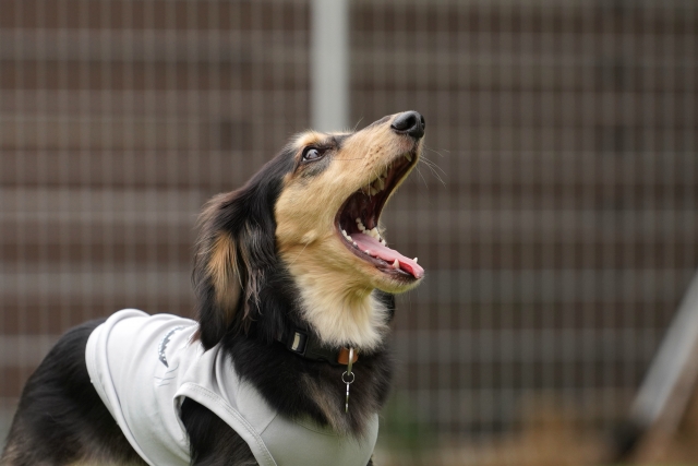 コラム：吠える犬