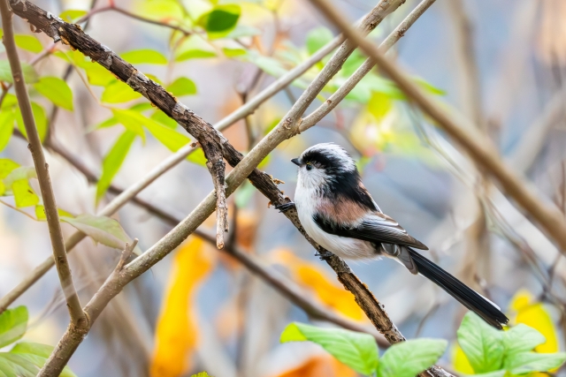 コラム：エナガ