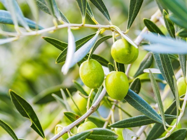 コラム：オリーブ