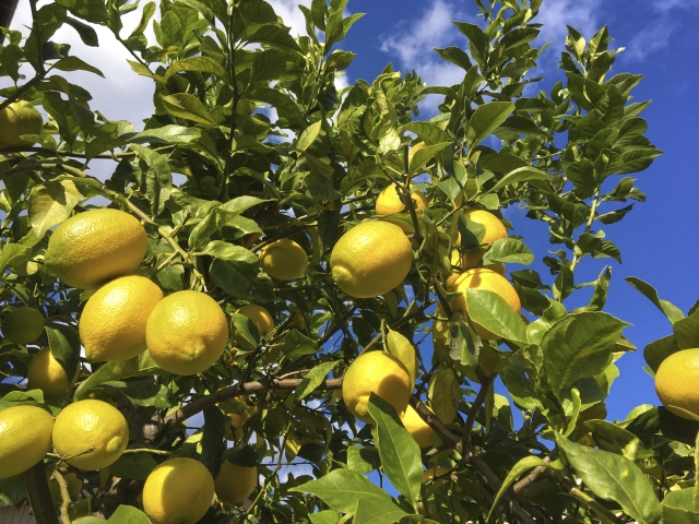 コラム：レモンの樹